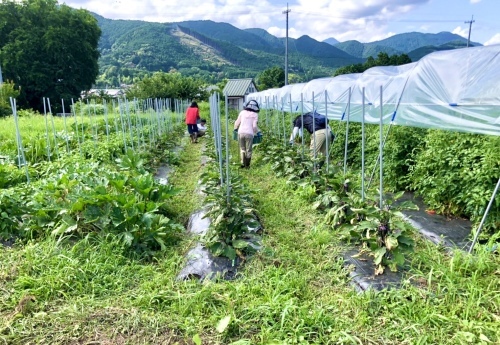 富士宮「里山てるてるファーム」_b0145846_17551465.jpeg