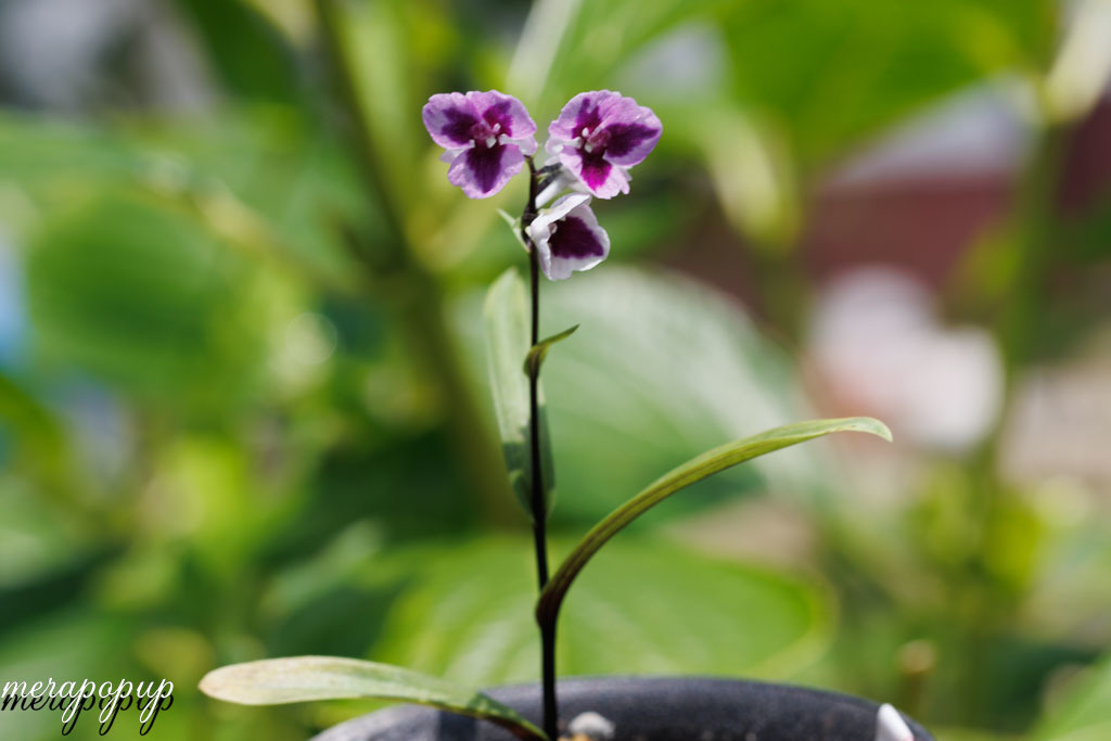 羽蝶蘭 銘品 【上州桜】と花の名称etc. : The blog of meraki 羽蝶蘭 銘品 【上州桜】と花の名称etc. : The blog of meraki