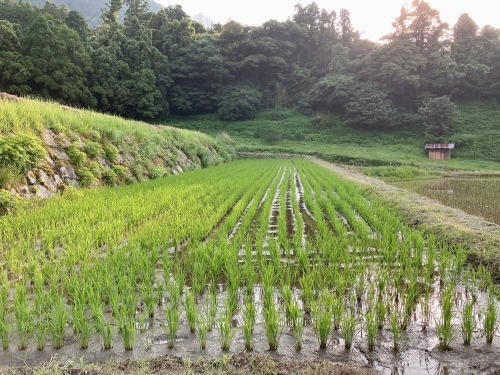 くろしお不通から始まって、糸島でワキャキャ_f0054677_23090484.jpeg