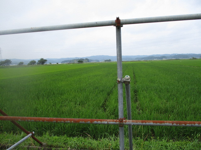 第4回生育状況調査について(北郷小)_d0247484_14304276.jpg
