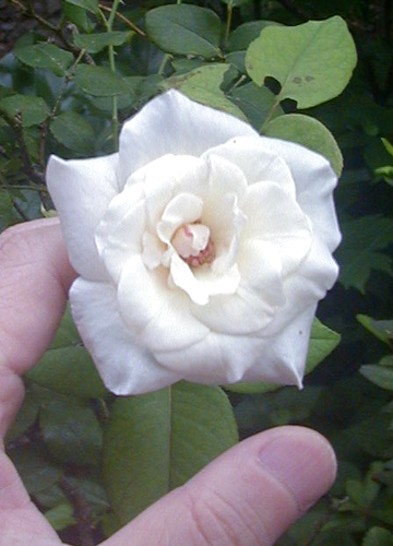 ●健気に咲き続ける白薔薇VIRGO、その26_d0053294_01304559.jpg