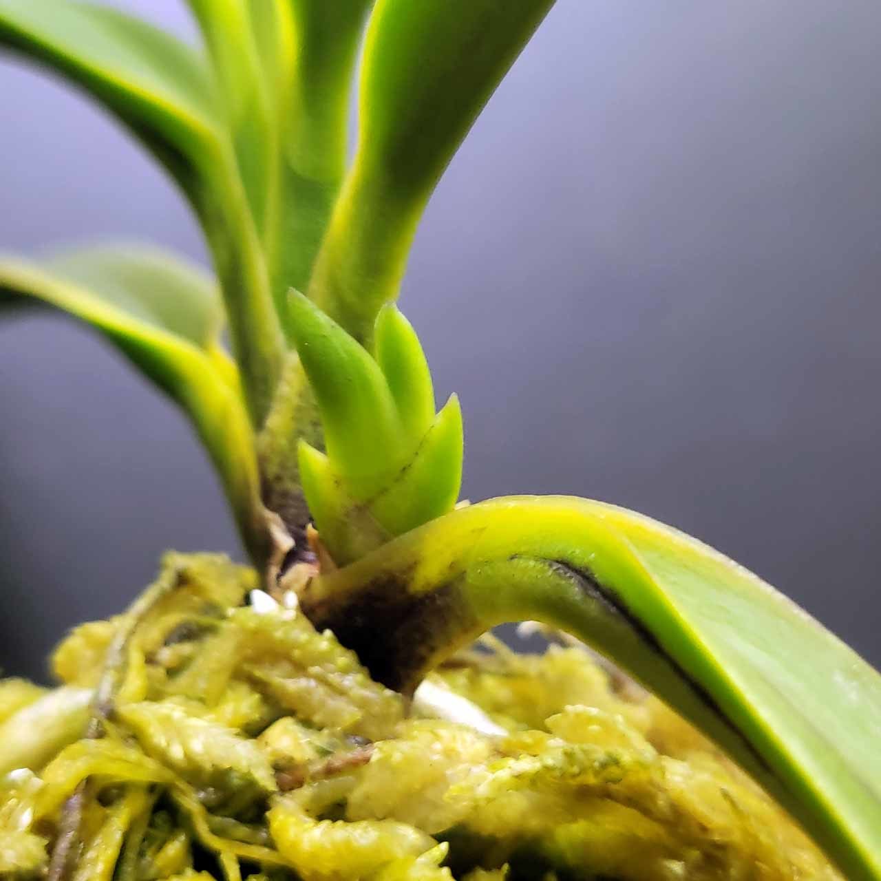 富貴蘭 建国系ルビー根 : 富貴蘭チャンネル