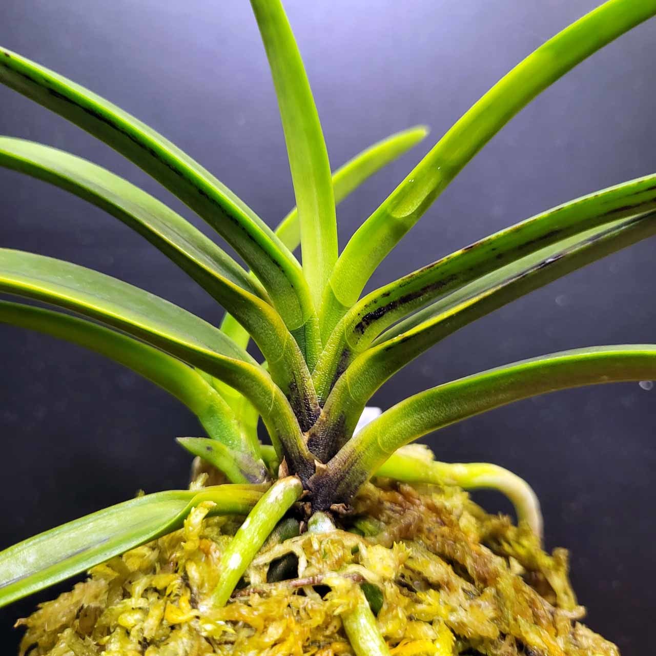 富貴蘭　総ルビー根長寿楽(建国殿羆) 富貴蘭 総ルビー根長寿楽(建国殿羆) - メルカリ