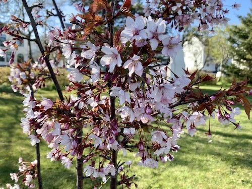 アイスランドの桜開花、5月の花見会_c0003620_23490384.jpg