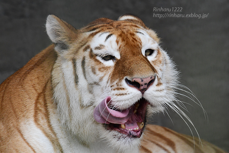 2022.7.9 東北サファリパーク☆ゴールデンタビータイガーのステラちゃん【Golden tabby tiger】_f0250322_20521291.jpg