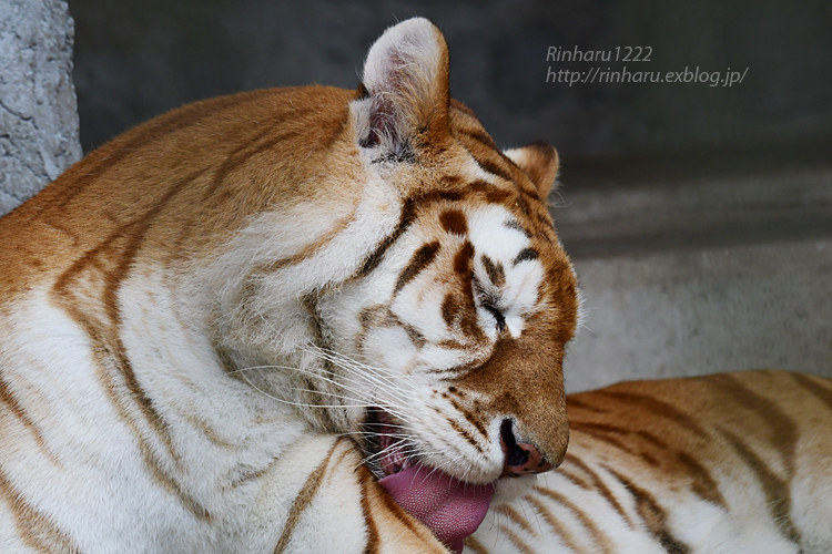 2022.7.9 東北サファリパーク☆ゴールデンタビータイガーのステラちゃん【Golden tabby tiger】_f0250322_20533847.jpg