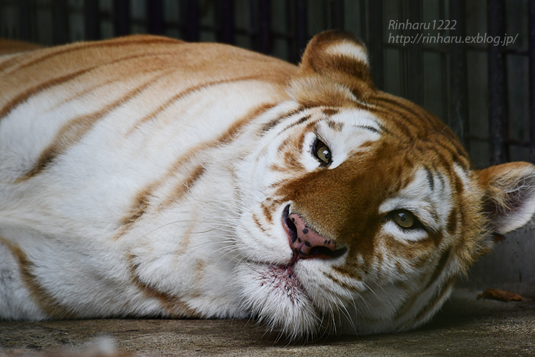 2022.7.9 東北サファリパーク☆ゴールデンタビータイガーのステラちゃん【Golden tabby tiger】_f0250322_20535327.jpg