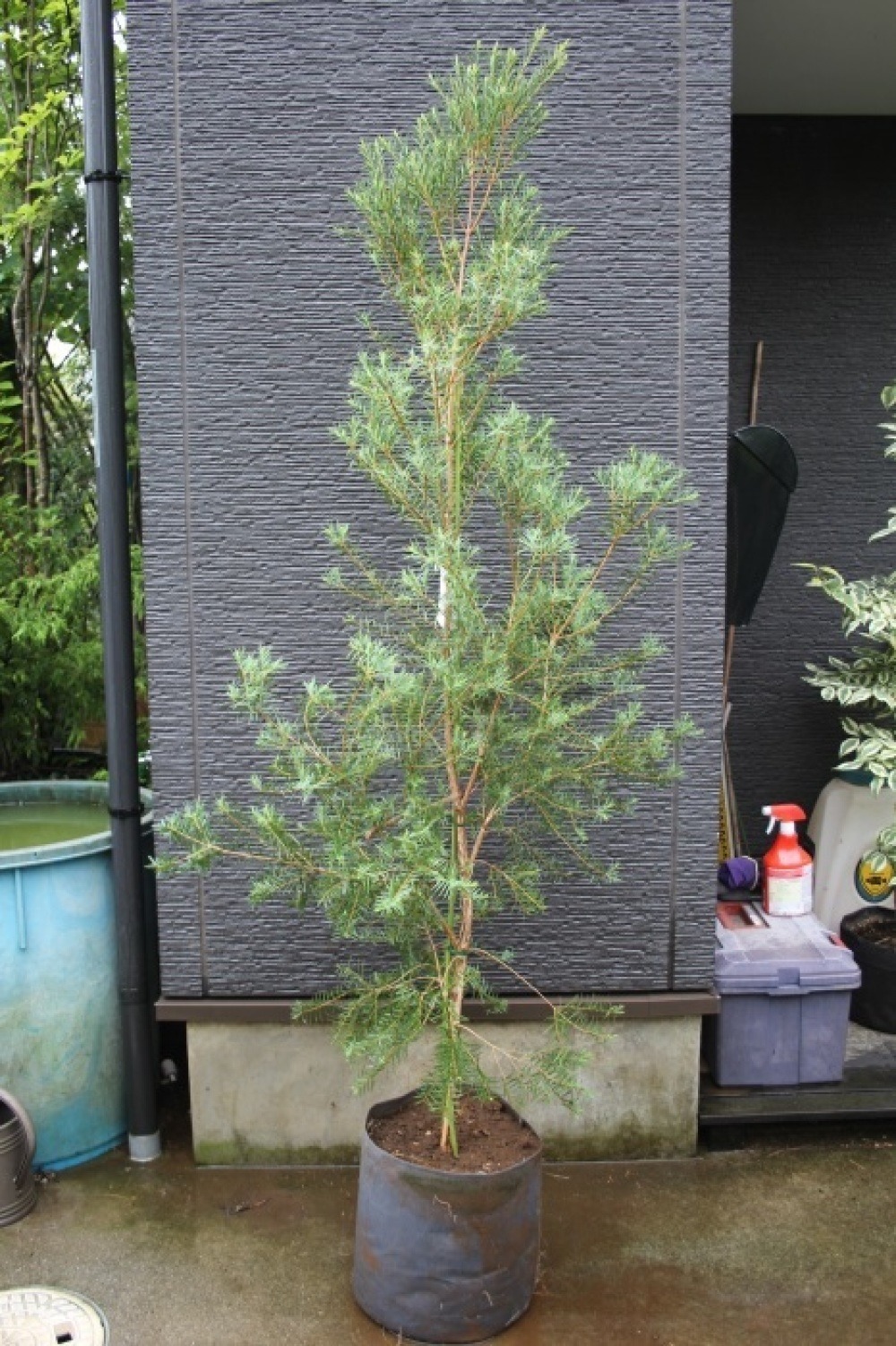 メラレウカ スノーインサマー'Snow in Summer'販売 画像 写真