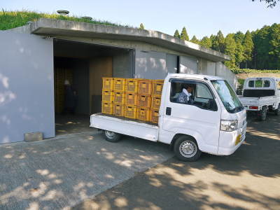 熊本産!『からいも(サツマイモ)』令和4年も順調に成長中!8月からは収穫も始まりますが出荷は11月より!_a0254656_17211951.jpg