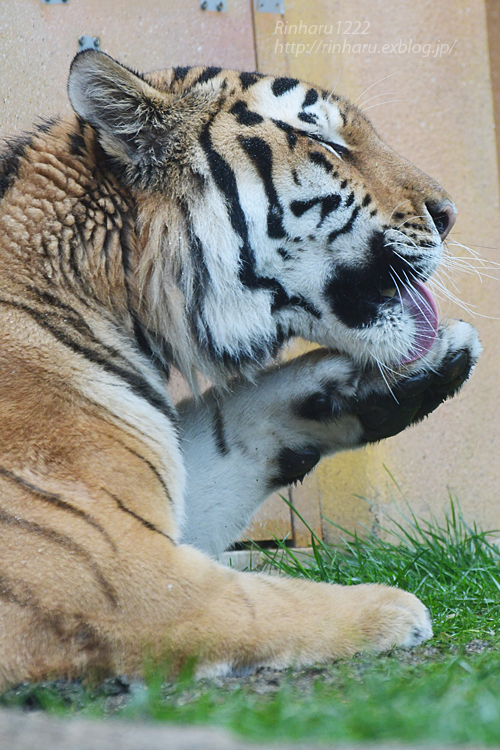 2022.7.15 那須どうぶつ王国☆アムールトラの令くん【Amur tiger】_f0250322_21175019.jpg