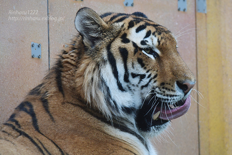 2022.7.15 那須どうぶつ王国☆アムールトラの令くん【Amur tiger】_f0250322_21181114.jpg