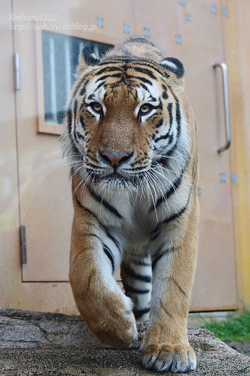 2022.7.15 那須どうぶつ王国☆アムールトラの令くん【Amur tiger】_f0250322_21184077.jpg