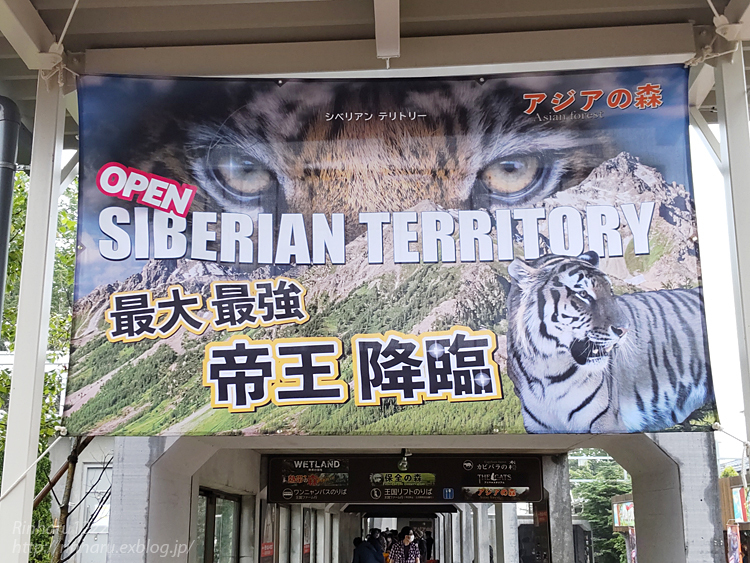 2022.7.15 那須どうぶつ王国☆アムールトラの令くん【Amur tiger】_f0250322_21191629.jpg