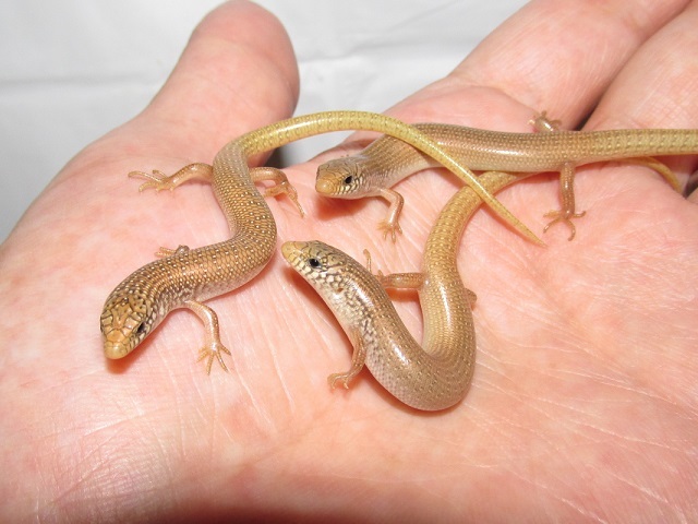 デジタルカメラ、復活!!!_b0174337_23110936.jpg