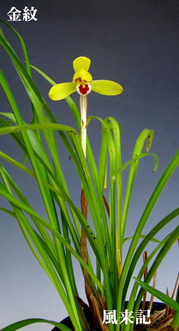 豆弁蘭ベタ舌系黄花「金紋」　　　　　　　　　No.2213_d0103457_23285369.jpg