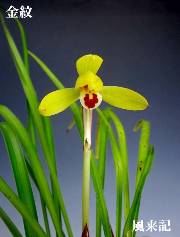 豆弁蘭ベタ舌系黄花「金紋」　　　　　　　　　No.2213_d0103457_23285866.jpg