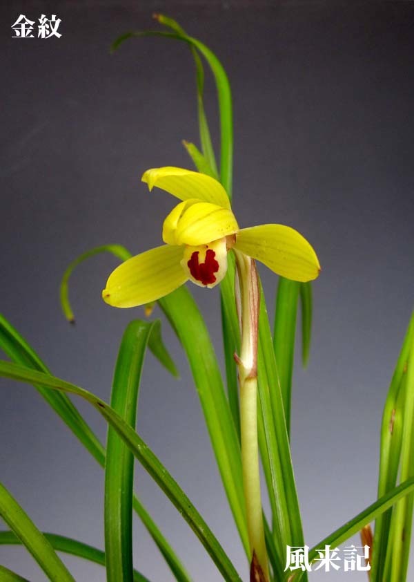 豆弁蘭ベタ舌系黄花「金紋」　　　　　　　　　No.2213_d0103457_23291113.jpg