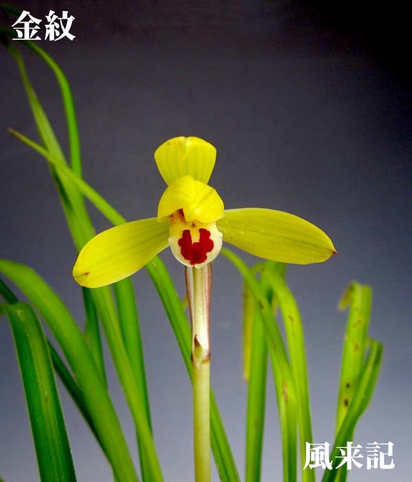 豆弁蘭ベタ舌系黄花「金紋」　　　　　　　　　No.2213_d0103457_23291811.jpg