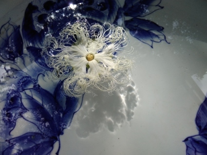 浮き花…_b0368362_21363441.jpg