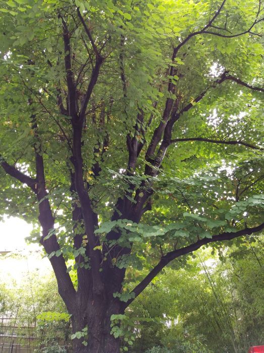 高円寺のクワ_c0099300_16453653.jpg