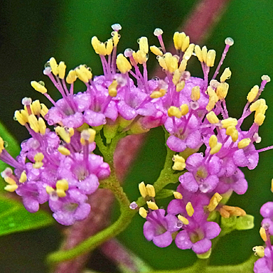 コムラサキの花 樹木見て歩き