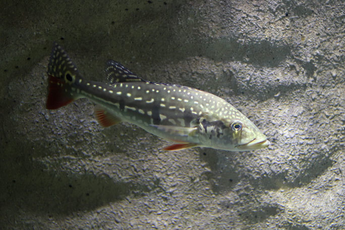 キクラテメンシス約50センチ