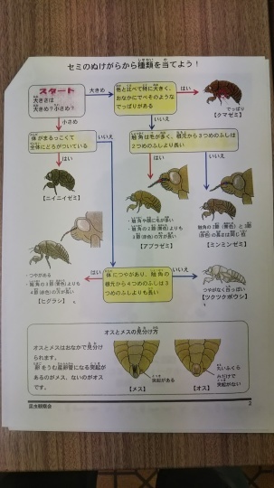 この子は何蝉?_f0334619_19032162.jpg