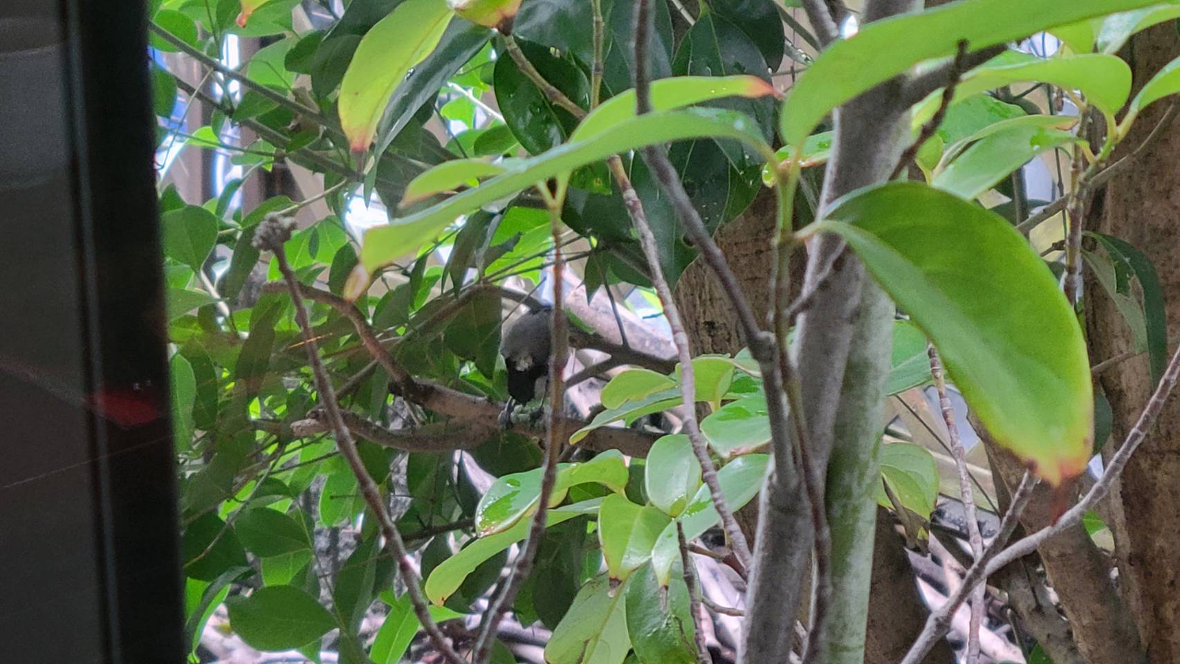 シジュウカラの芋虫狩り 由 無 事 よねさんな日々