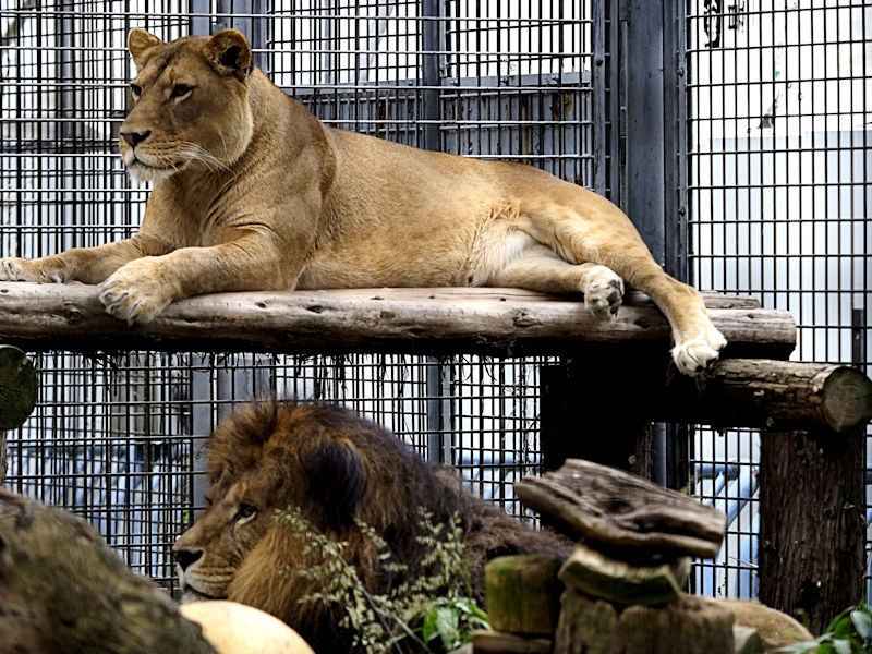 新ライオン舎建設中 : 動物園放浪記