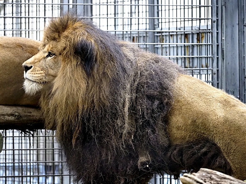 新ライオン舎建設中 : 動物園放浪記