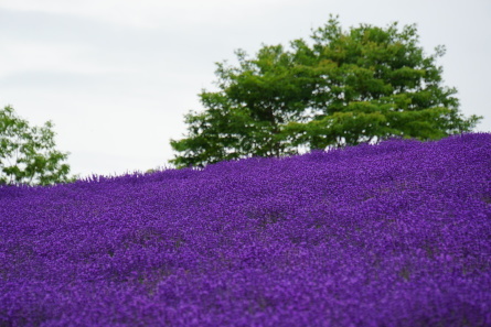 fuchsi♡ラベンダー、ミント、RC、 レモン4点 fuchsi様専用♡ラベンダー、ミント、RC、 レモン4点