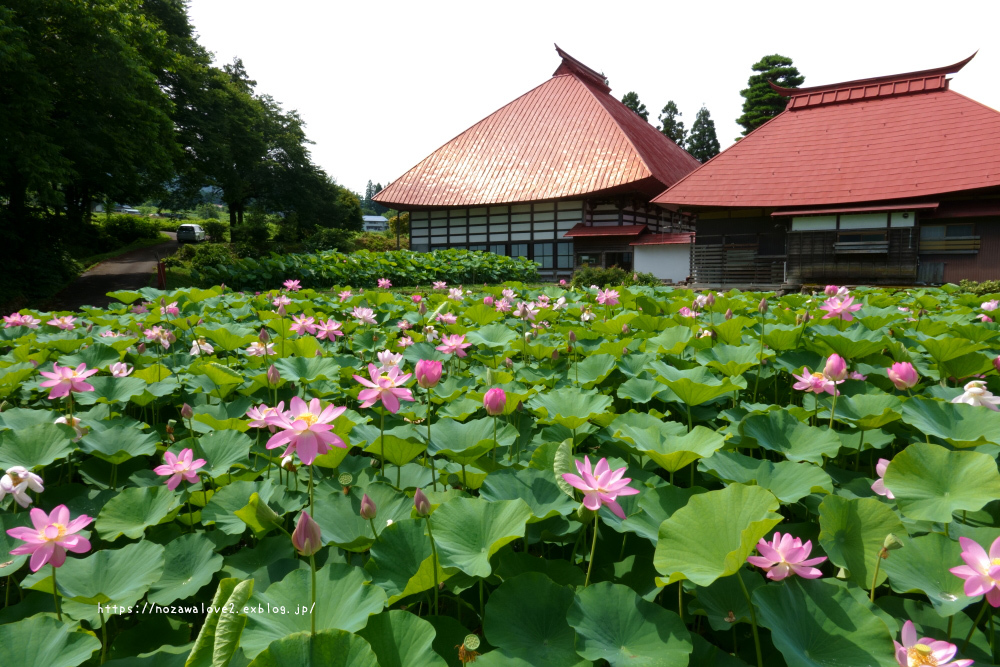 木島平村　大賀蓮　見頃です^^_b0404739_21201626.jpg