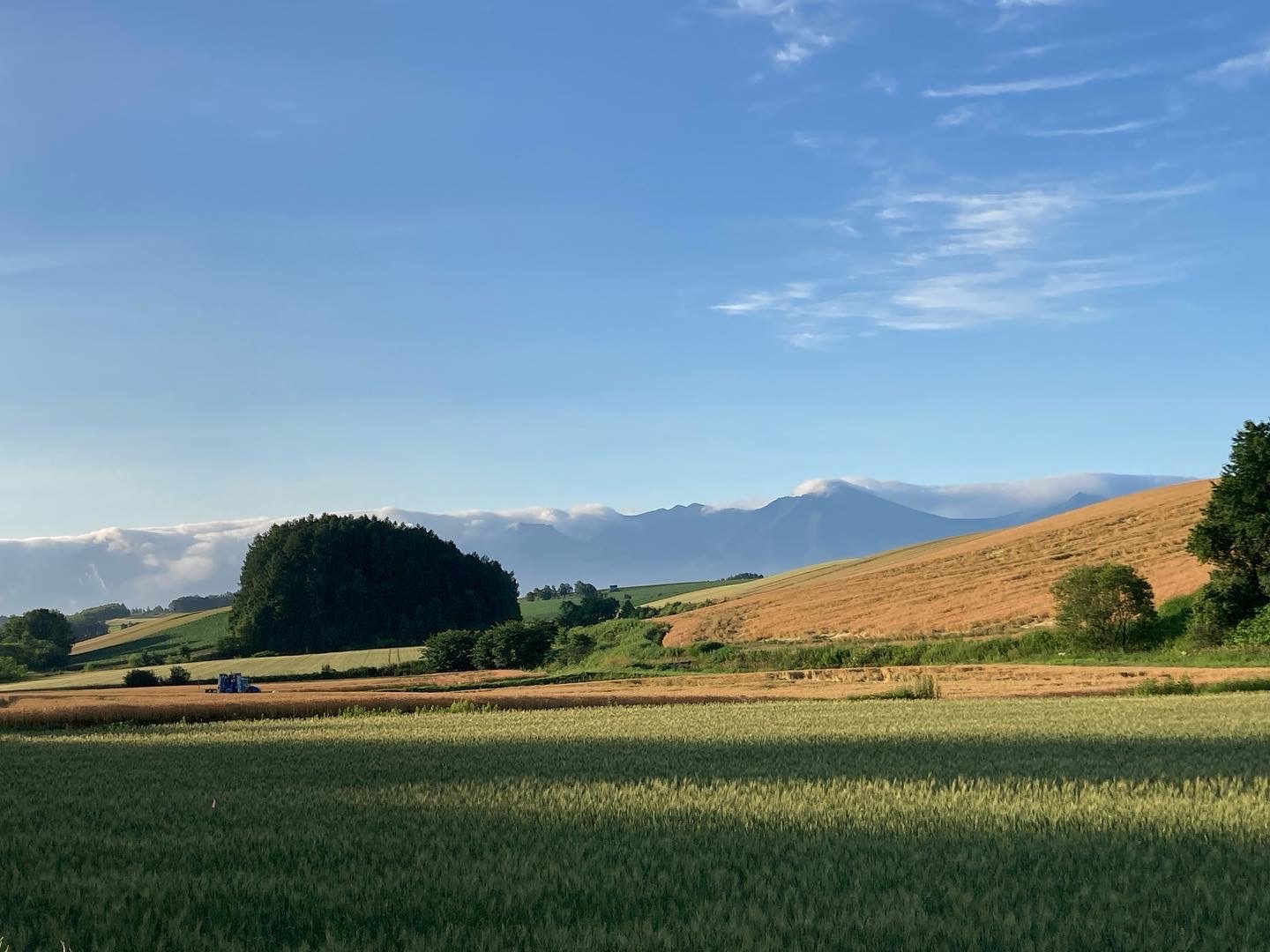 美瑛の庭 初夏から夏_e0326953_16274814.jpeg