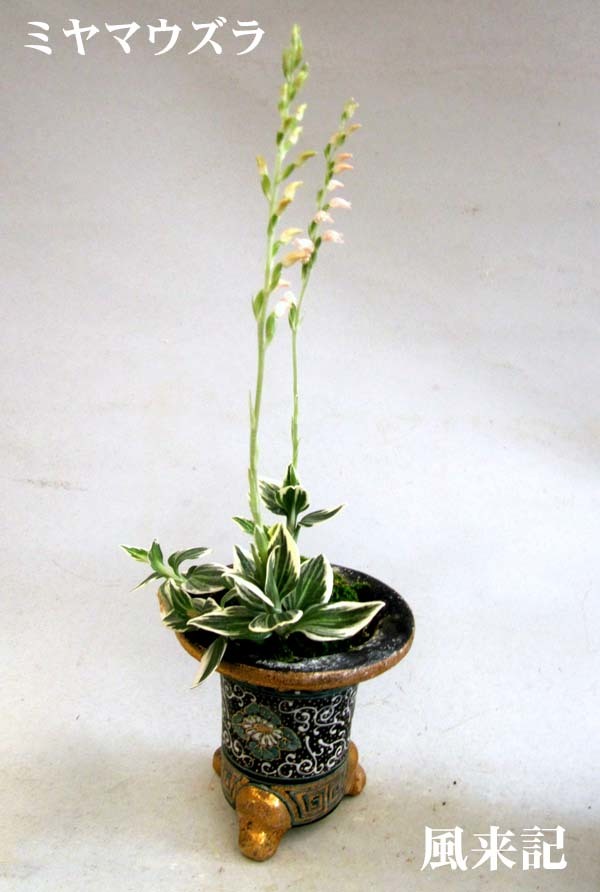 豆弁蘭ベタ舌系黄花「金紋」　　　　　　　　　No.2213_d0103457_23232256.jpg