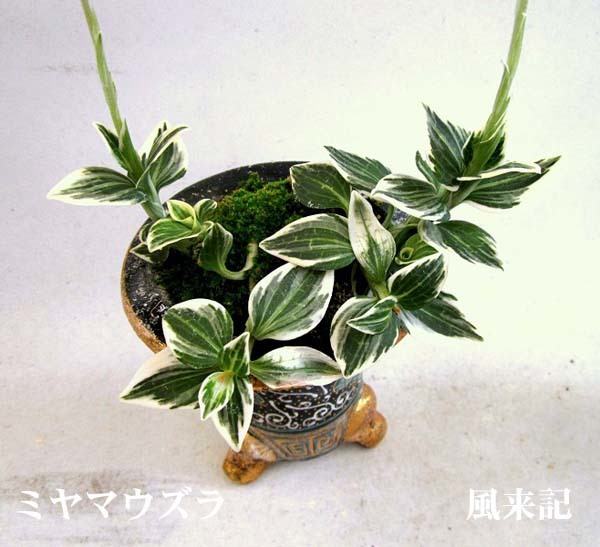 豆弁蘭ベタ舌系黄花「金紋」　　　　　　　　　No.2213_d0103457_23233193.jpg