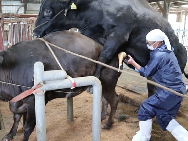 種雄牛『花靖国』の採精_c0126281_10200563.jpg