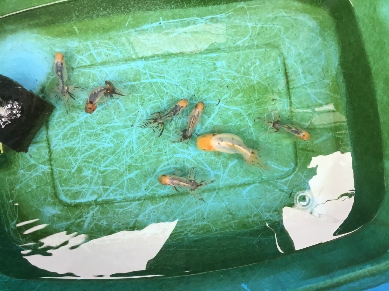 関東東錦の飼育 しっぽスターの娯楽