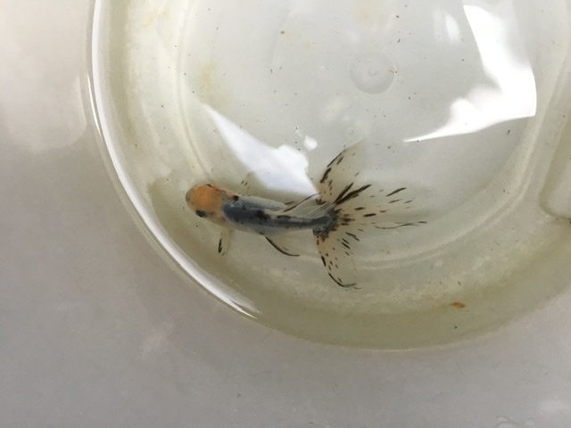 関東東錦の飼育 しっぽスターの娯楽