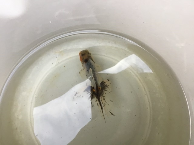 関東東錦の飼育 しっぽスターの娯楽