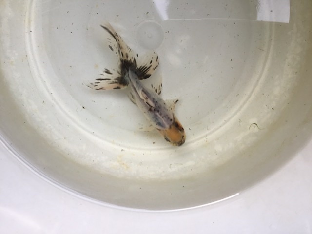 関東東錦の飼育 しっぽスターの娯楽