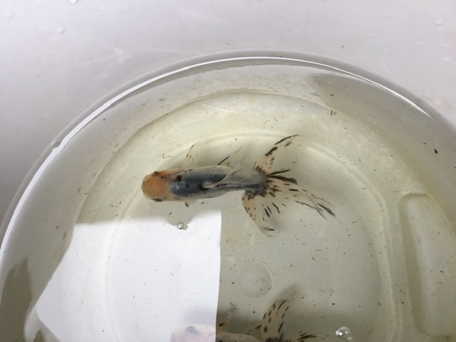 関東東錦の飼育 しっぽスターの娯楽
