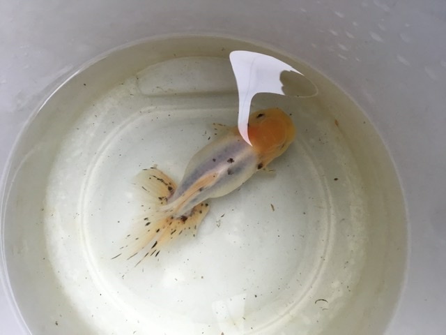 関東東錦の飼育 しっぽスターの娯楽