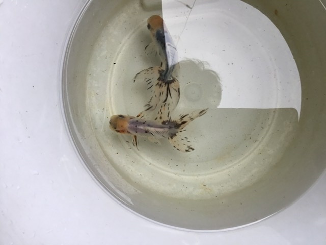 関東東錦の飼育 しっぽスターの娯楽