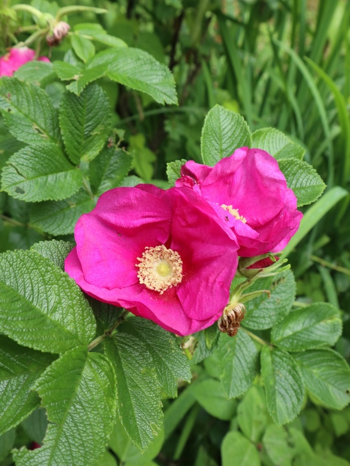 北海道の取材ついでにプライベートも楽しんじゃいました！！･････その１_b0331802_23163394.jpg