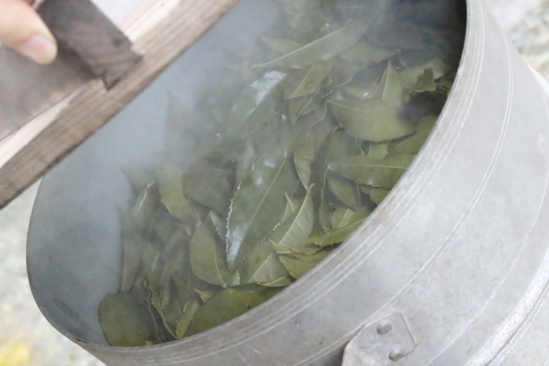 茶温会、お茶づくり_b0220318_17434373.jpg