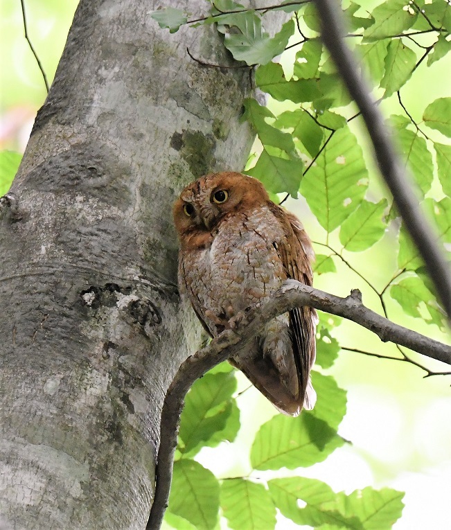 Eurasian Scops Owl  /  コノハズク_f0350530_13280382.jpg