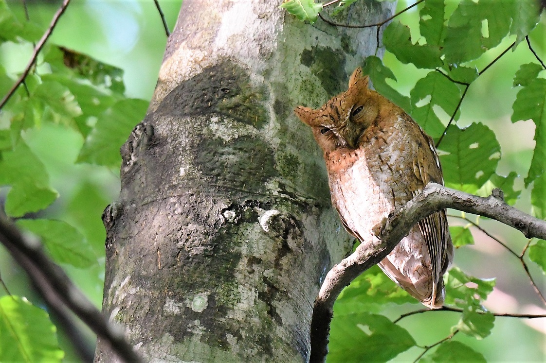 Eurasian Scops Owl  /  コノハズク_f0350530_13281200.jpg