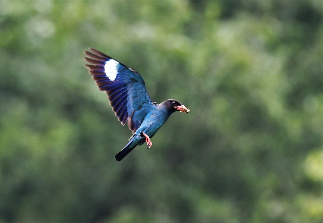 Dollarbird  /  ブッポウソウ_f0350530_13454617.jpg