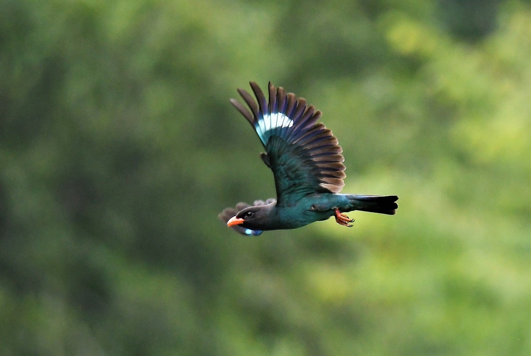 Dollarbird  /  ブッポウソウ_f0350530_13455542.jpg