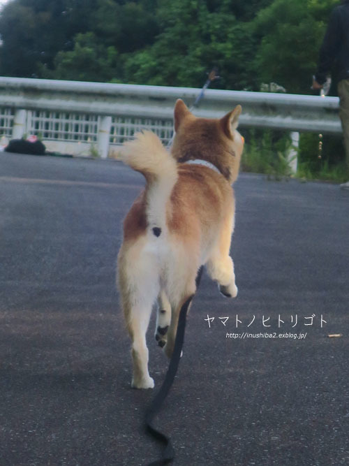 最近食べたもの【夏至】③_e0394031_10152029.jpg